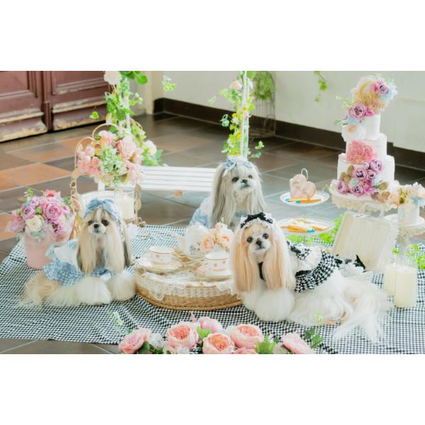 CanNana 犬 服 犬服 犬の服 不思議の国のアリスワンピース レース