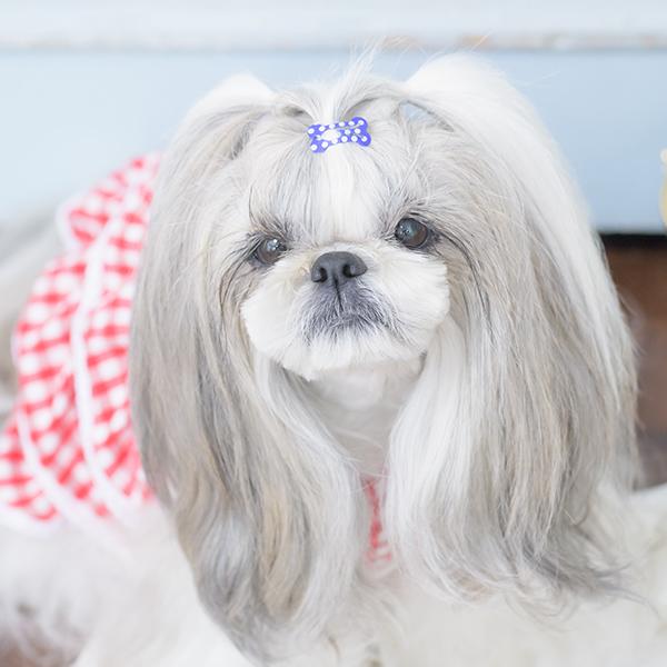 CanNana バレッタ 骨型 ヘアピン クリップアクセ アクセサリー 新作