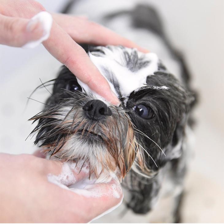 ポメラニアン 犬 イヌ いぬ クマノミ ぽぽち ペット 動物 アート