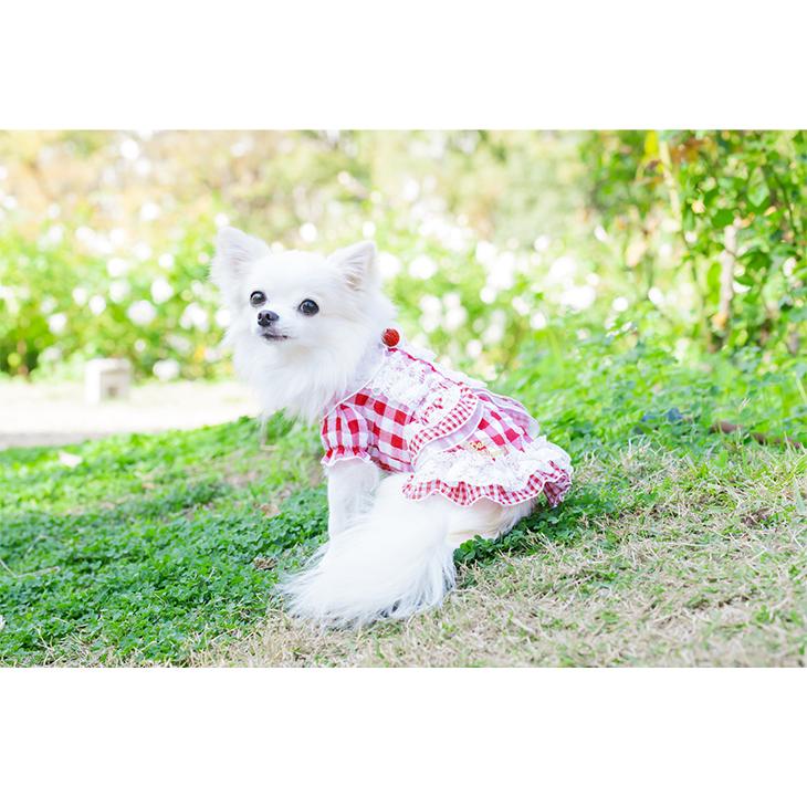 CanNana web限定 犬 服 犬服 苺つきギンガムチェックワンピース いちご