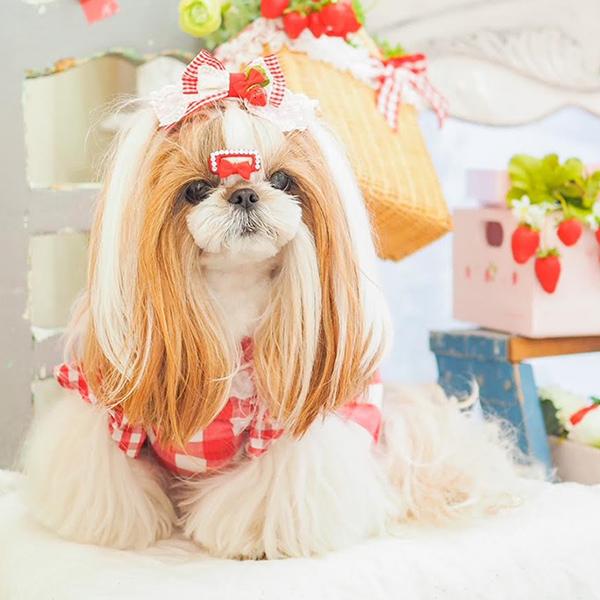 犬用 犬 コーム型 ヘアアクセ アクセサリー きゃんナナ ドッグウエア