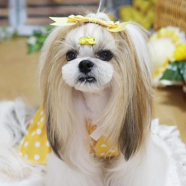 犬用 犬 コーム型 ヘアアクセ アクセサリー きゃんナナ ドッグウエア