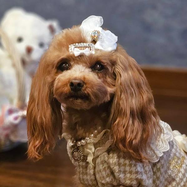 犬用 犬 コーム型 ヘアアクセ アクセサリー きゃんナナ ドッグウエア
