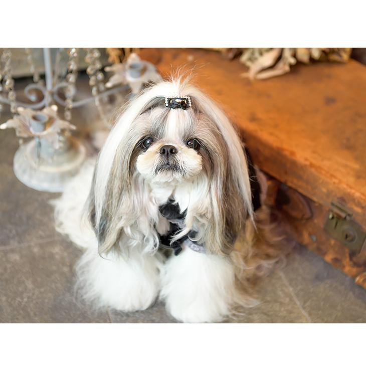 犬用 犬 コーム型 ヘアアクセ アクセサリー きゃんナナ ドッグウエア