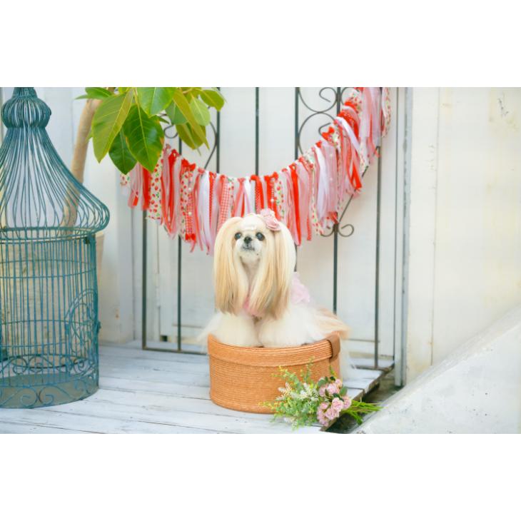 CanNana 犬 服 犬 春夏 いちご ガーランド インテリア 撮影グッズ 犬の