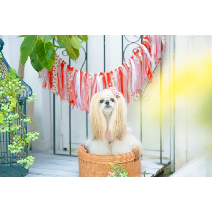 CanNana 犬 服 犬 春夏 いちご ガーランド インテリア 撮影グッズ 犬の