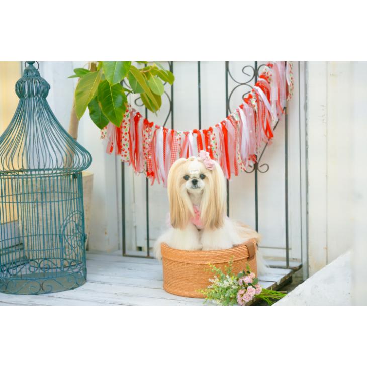 CanNana 犬 服 犬 春夏 いちご ガーランド インテリア 撮影グッズ 犬の