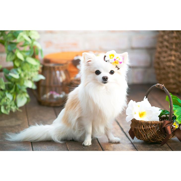 若者の大愛商品 犬 アクセサリー バレッタ プルメリア フラワー リボン クリップアクセ 簡単 きゃんナナ ブランド biobio.coanil.cl 若者の大愛商品 犬 アクセサリー バレッタ プルメリア フラワー リボン クリップアクセ 簡単 きゃんナナ ブランド biobio.coanil.cl