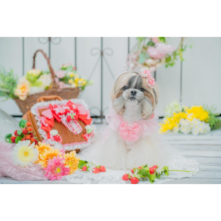 CanNana 犬 春夏 アクセサリー バレッタ ピンク メロン ラベンダー