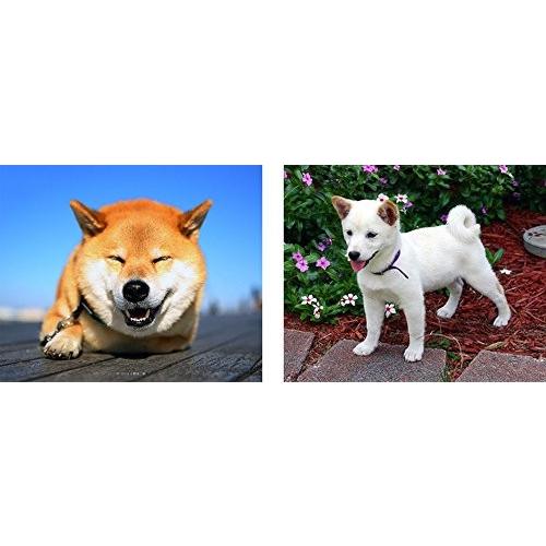 柴犬のマグカップ 2 フォトマグ 世界の犬種シリーズ C 右 柴犬の子犬 左 柴犬まる カプリィ 通販 Yahoo ショッピング