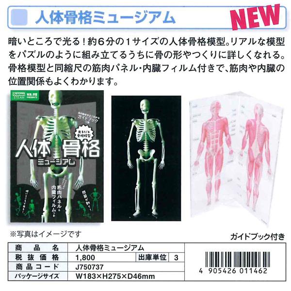 連 学研 人体骨格ミュージアム J Q Carrotヤフー店 通販 Yahoo ショッピング