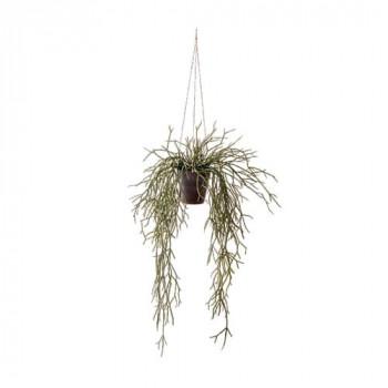 【専用】リプサリス✳︎さま リプサリス プリスマティカ 4号 | Home&Plants