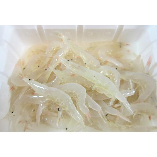 冷凍品浜市 G白エビ海王2l 3l釣り餌 つり えさ 白エビ 大物釣り 船釣り マグロ釣り 2l 3l 一回購入50個まで 釣具のキャスティング2号店 通販 Yahoo ショッピング