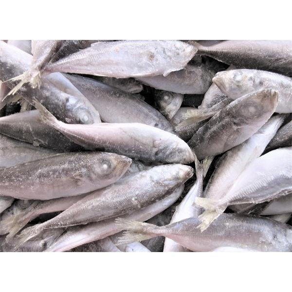 冷凍品 豆アジ バラ凍結10kg箱釣り餌 ツリエサ 海上釣り堀 身エサ 一回購入2個まで 釣具のキャスティング2号店 通販 Yahoo ショッピング
