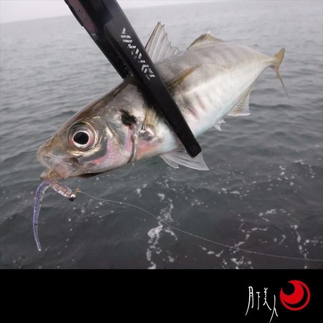 【ネコポス対象品】ダイワ ワーム 月下美人 シラスビーム 2.8インチ ちりめんじゃこ | DAIWA（釣り） | 05