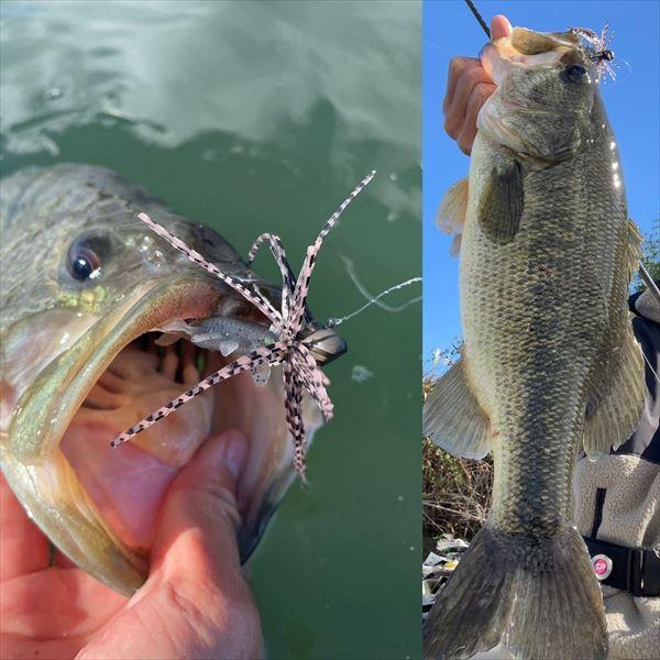 ダイワ ラバージグ スティーズ パワーフィネスジグ 3.5g ヌマザリ | DAIWA（釣り） | 05