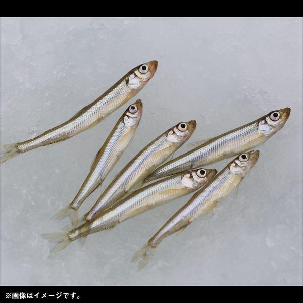 ダイワ 仕掛け クリスティアワカサギSS速攻ショート 赤留 M4本-0.5 | DAIWA（釣り） | 05