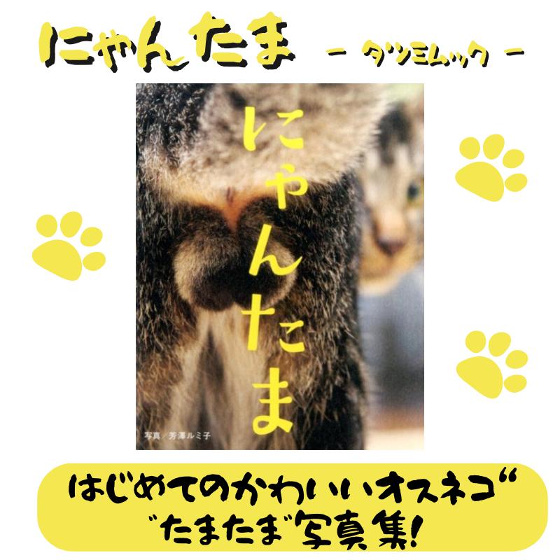 にゃんたま 猫本 写真集 単行本 芳澤ルミ子 オス猫 猫たま マニアック 猫写真集 タツミムック : ねこのくに - 通販 - Yahoo ...