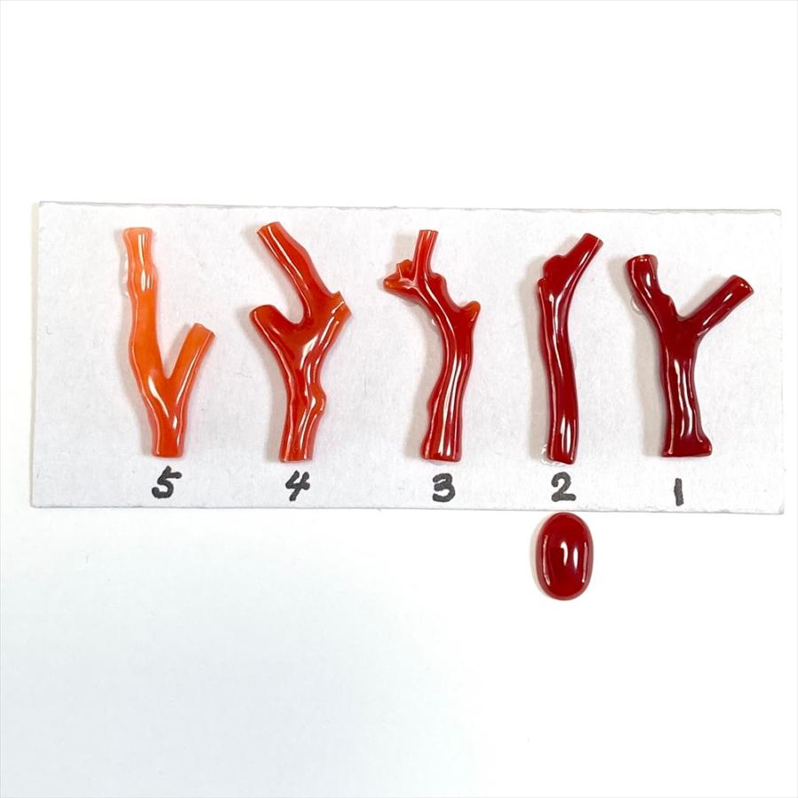 珊瑚 裸石 ルース 血赤珊瑚 カボション 高知県産 天然 赤チャート 石