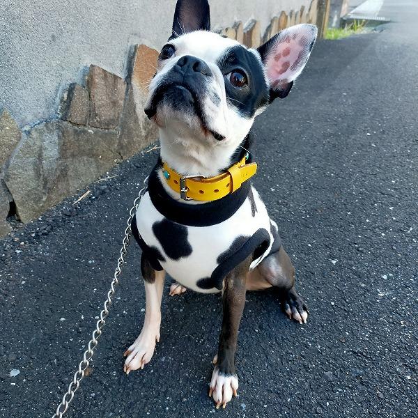 定番・犬服オリジナル　暖かフリース・牛柄（ホルスタイン）柄犬服2404　#ボストンテリア #フレンチブルドッグ　#パグ　#トイプードル　#チワワ　#ヨーキー |  | 01