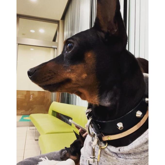 ミニピン・イタグレサイズ・M&R Factory オリジナル・ヌメ革製スタッズ