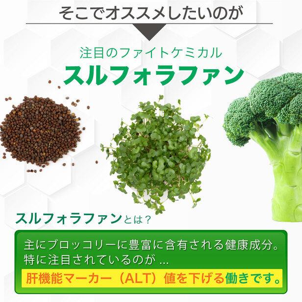 機能性表示食品 スルフォラファン × 3袋 ( 3ヵ月分 ) ALT値 肝臓