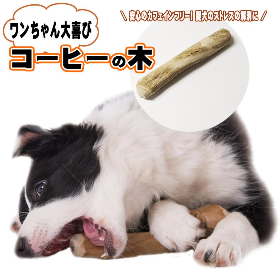 犬用おもちゃ コーヒーウッド 小型犬 噛むおもちゃ 天然素材