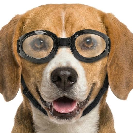 中型犬用ゴーグル ペットメガネ ペットサングラス 愛犬の目を保護 紫外線対策 犬用ゴーグル ドッグゴーグル 犬用サングラス UV400 車酔い対策 送料無料 |  | 17