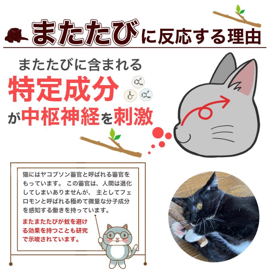 即納 猫用天然またたびスティック またたびの小枝 またたび マタタビ