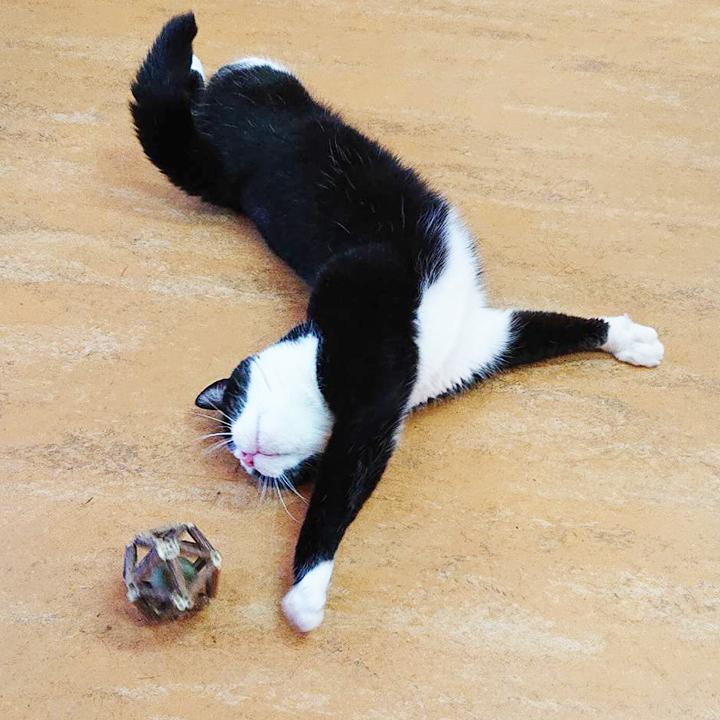 即納 猫おもちゃ またたび ボール 猫 噛むおもちゃ 木 天然安全 子猫