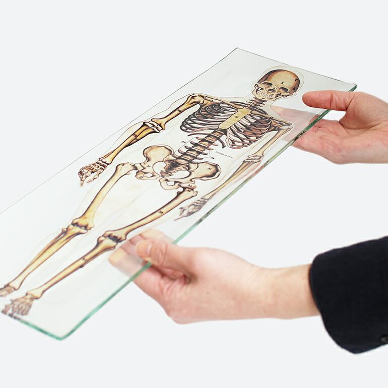 トレイ ガラス PUEBCO プエブコ スケルトン おしゃれ プリント インテリア PRINTED GLASS TRAY Skeleton | PUEBCO | 03
