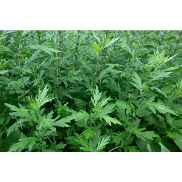 15％OFF【紀州産ヨモギエキス100mL×5本セット:405】国産 無農薬 15％OFF【紀州産ヨモギエキス100mL×5本セット:405】国産 無農薬 楽天