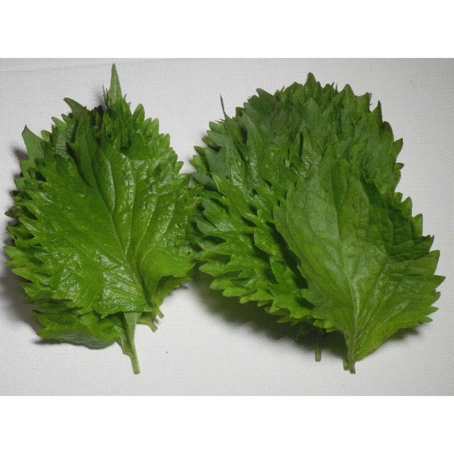オーガニック 有機 大葉 シソ 夏野菜 西日本旬野菜 岡山県産１００ H 15 007 1 0 Celfar 通販 Yahoo ショッピング