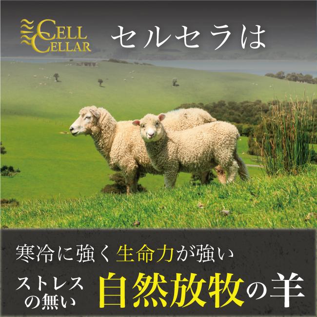 羊プラセンタ 公式店 高級サプリメント CELL CELLAR PREMIUM セルセラ