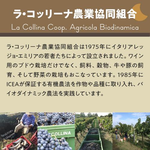 6本セット スパークリングワイン ルナリス セッコ IGT マルヴァジア セッコ ラ コッリーナ 750ml イタリア 微発泡 白泡 デメター 浜運 敬老の日 1975年 名前入り彫刻 生まれ年 赤ワイン ラルシヴィスト リヴザルト 甘口 昭和50年 名入れ 誕生日プレゼント 木箱入 YW1100953105(10296円)