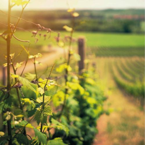 ★11時間以内発送★美品 6本セット 赤ワイン ニュイ サン ジョルジュ 2015 フランソワ ショーヴォネ 750ml フランス ブルゴーニュ 辛口 ピノ ノワール 長S 【6630041927】(23232円)