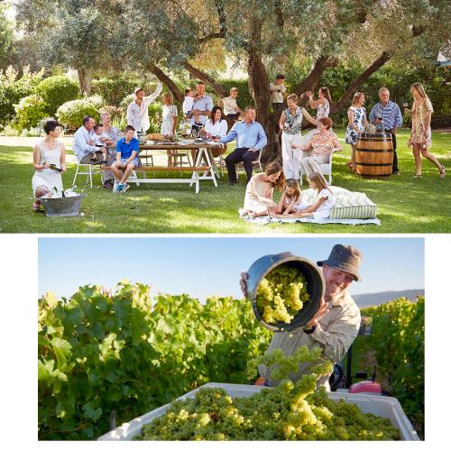 白ワイン DB ディービー  トラミナー リースリング デ ボルトリ 750ml  オーストラリア ゲヴェルツトラミネール やや甘口 長S 虎 | ブランド登録なし | 03