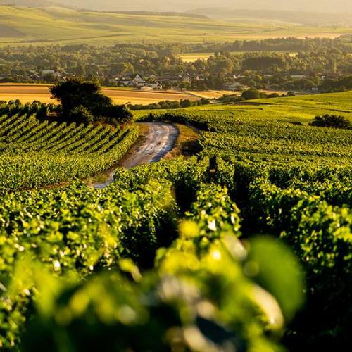 シャンパン シャンパーニュ ヴァザール コカール ブリュット レゼルヴ ブラン ド ブラン NV ハーフ 375ml 浜運A | ブランド登録なし | 06