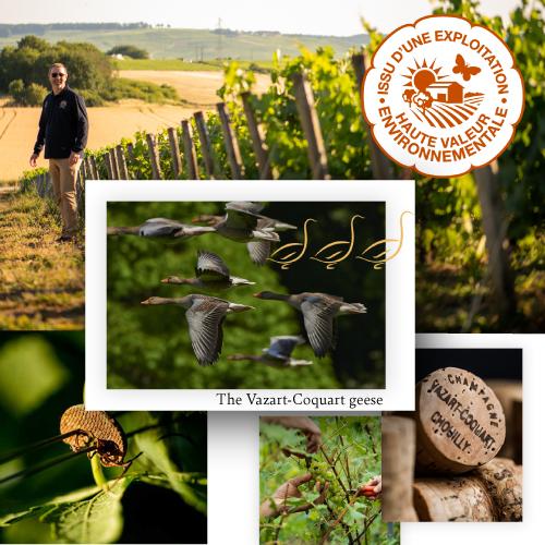 シャンパン シャンパーニュ ヴァザール コカール ブリュット レゼルヴ ブラン ド ブラン NV ハーフ 375ml 浜運A | ブランド登録なし | 08