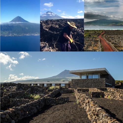 白ワイン ヴェルデーリョ オリジナル (2019) アソーレス ワイン カンパニー 750ml ポルトガル アソーレス 浜運A | ブランド登録なし | 06