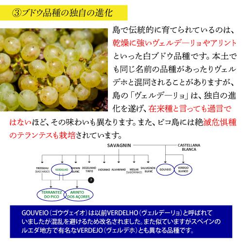 白ワイン ヴェルデーリョ オリジナル (2019) アソーレス ワイン カンパニー 750ml ポルトガル アソーレス 浜運A | ブランド登録なし | 09
