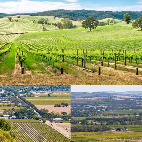 ノンアルコールワイン 白 エデンヴェール ノンアルコール ソーヴィニヨンブラン  750ml  オーストラリア 白 辛口 アルコールフリー 長S 虎 | ブランド登録なし | 03