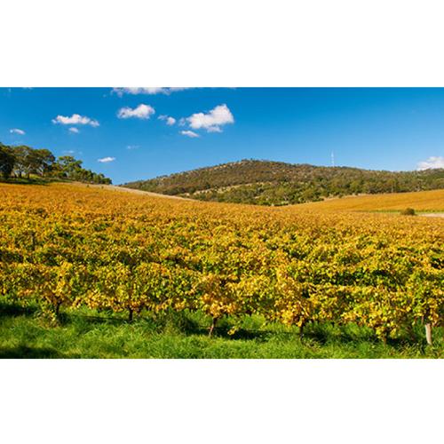 送料無料 白ワイン 辛口 ペタルマ ハンリンヒル リースリング クレアヴァレー (2021) 750ml オーストラリア 浜運A | ブランド登録なし | 10