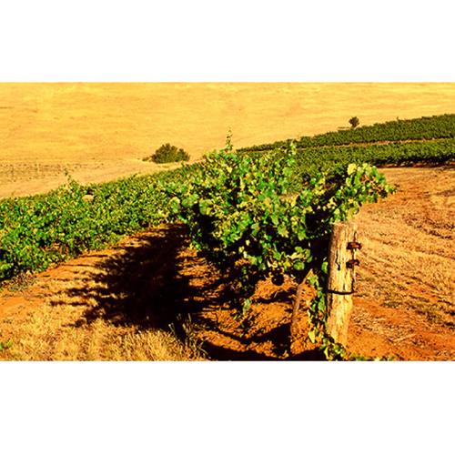 送料無料 白ワイン 辛口 ペタルマ ハンリンヒル リースリング クレアヴァレー (2021) 750ml オーストラリア 浜運A | ブランド登録なし | 12