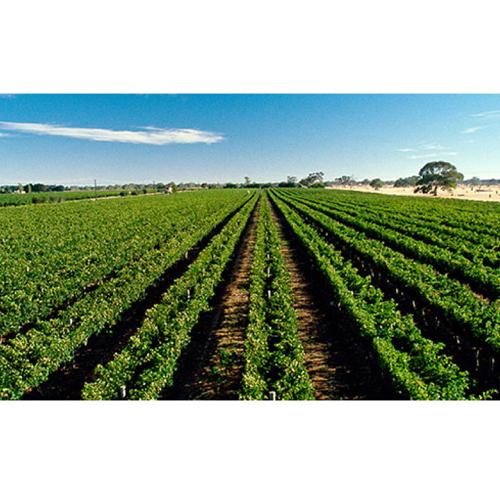 送料無料 白ワイン 辛口 ペタルマ ハンリンヒル リースリング クレアヴァレー (2021) 750ml オーストラリア 浜運A | ブランド登録なし | 14