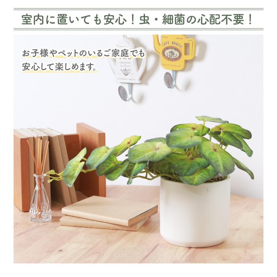 不二貿易（Fuji Boeki） フェイクグリーン シンゴニウム セラミック