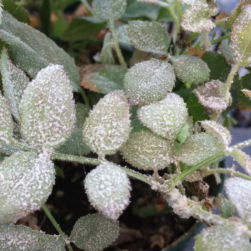 殺虫剤 殺菌剤 薬剤 ハダニ アブラムシ うどんこ病 園芸用 ミニバラ 花 観葉植物 ガーデニング 農薬 アタックワンAL 1000ｍｌ |  | 03