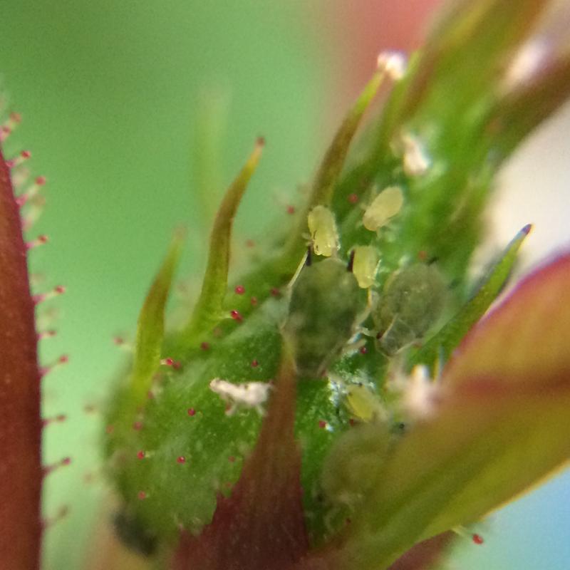 殺虫剤 殺菌剤 薬剤 ハダニ アブラムシ うどんこ病 園芸用 ミニバラ 花 観葉植物 ガーデニング 農薬 アタックワンAL 1000ｍｌ |  | 04