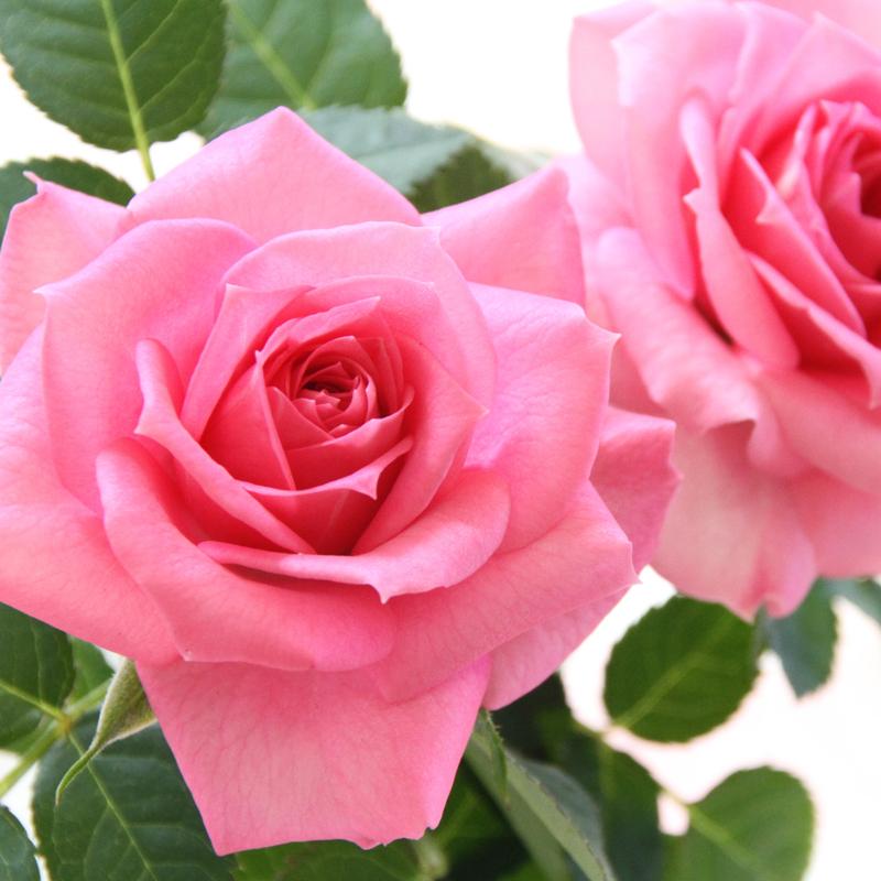 ミニバラ 苗 品種 ピンク 花 四季咲き セントラル・キューティー 3.5号