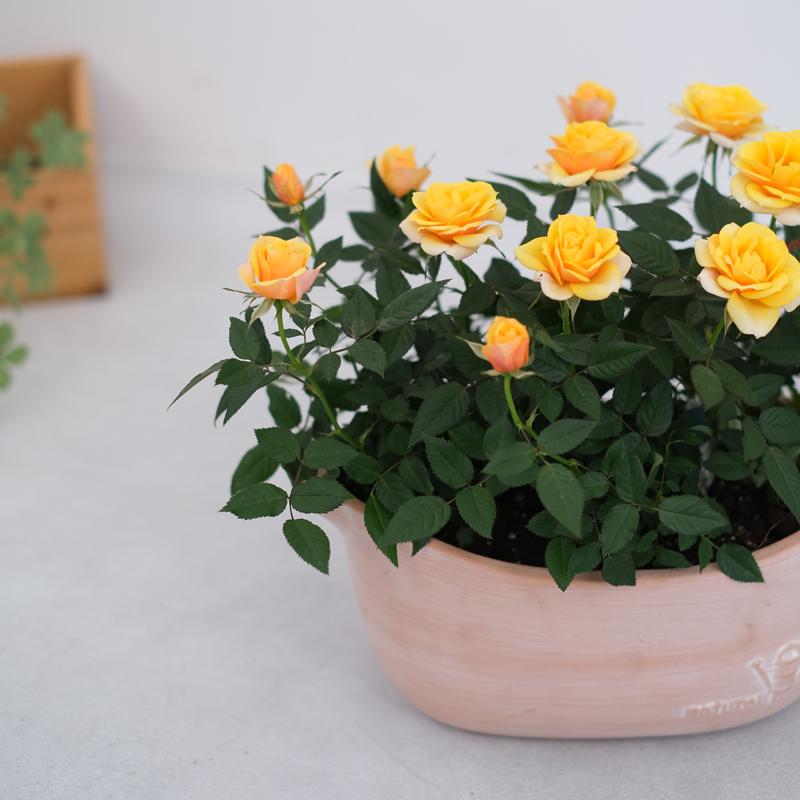 ミニバラ 鉢植え ギフト 赤 黄 ピンク 寄せ植え 誕生日 お祝い 母 花